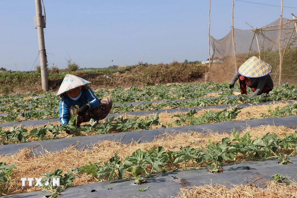 Trồng dưa hấu vụ Đông Xuân ở xã ven biển Tân Thành, huyện Gò Công Đông. (Ảnh: Minh Trí/TTXVN)