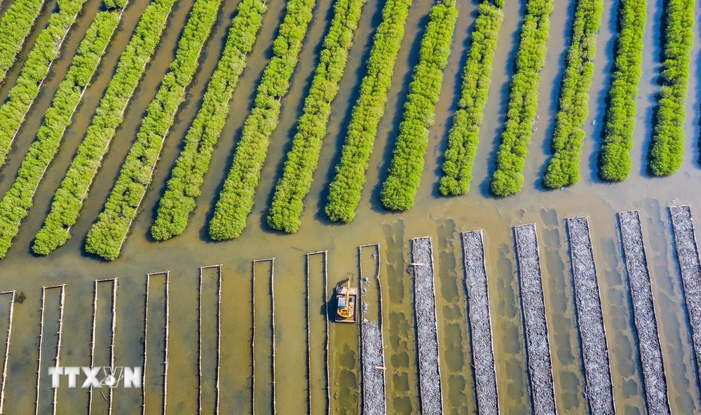 Rừng ngập mặn bàu Cá Cái, xã Bình Thuận (Bình Sơn, Quảng Ngãi) được phục hồi từ năm 2015. (Ảnh: TTXVN phát)