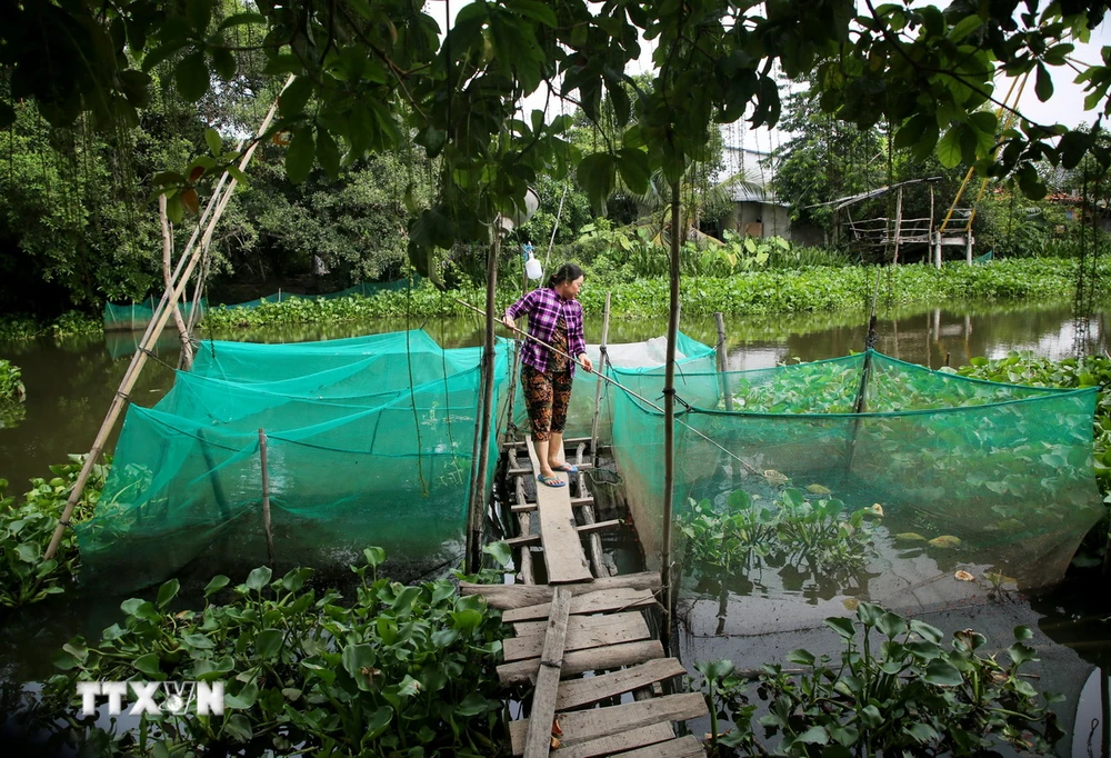 Người dân xã Phước Chỉ, thị xã Trảng Bàng, tỉnh Tây Ninh nuôi cá ven sông Vàm Cỏ Đông trắng tay vì nguồn nước ô nhiễm. (Ảnh: Giang Phương/TTXVN)