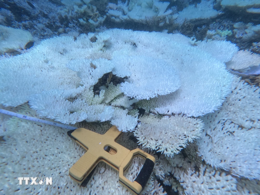 Khảo sát chi tiết hiện trạng san hô bị tẩy trắng được thực hiện tại 8 trạm rạn quanh đảo Côn Sơn. (Ảnh: TTXVN phát)