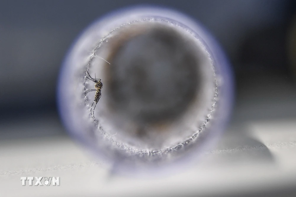 Muỗi Aedes, vật trung gian lây truyền virus Zika. (Ảnh: AFP/TTXVN)