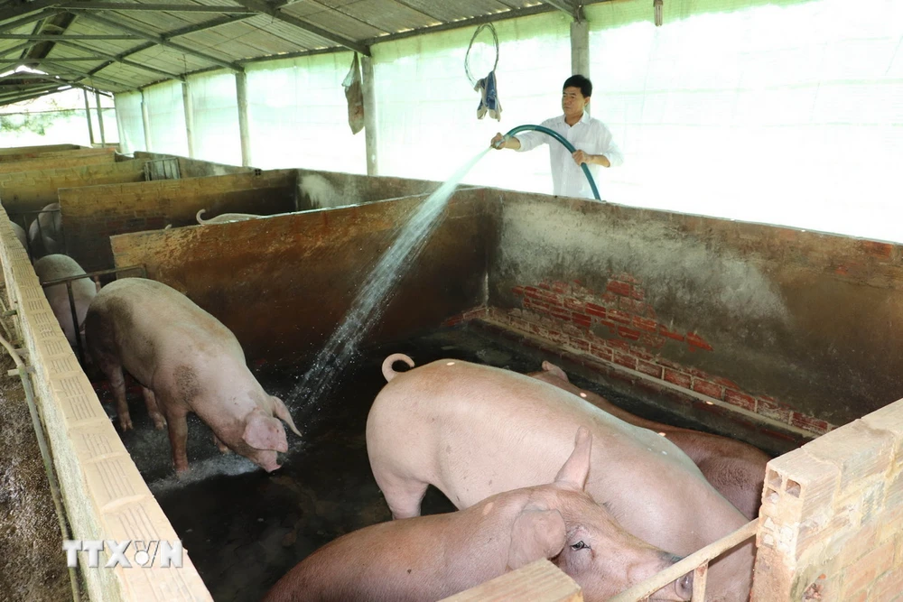 Một cơ sở chăn nuôi lợn. (Nguồn: TTXVN)