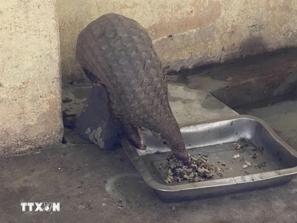 Cá thể tê tê được nuôi nhốt tại Chi cục Kiểm lâm Tây Ninh sau khi tiếp nhận giao nộp từ người dân. (Ảnh: TTXVN phát)