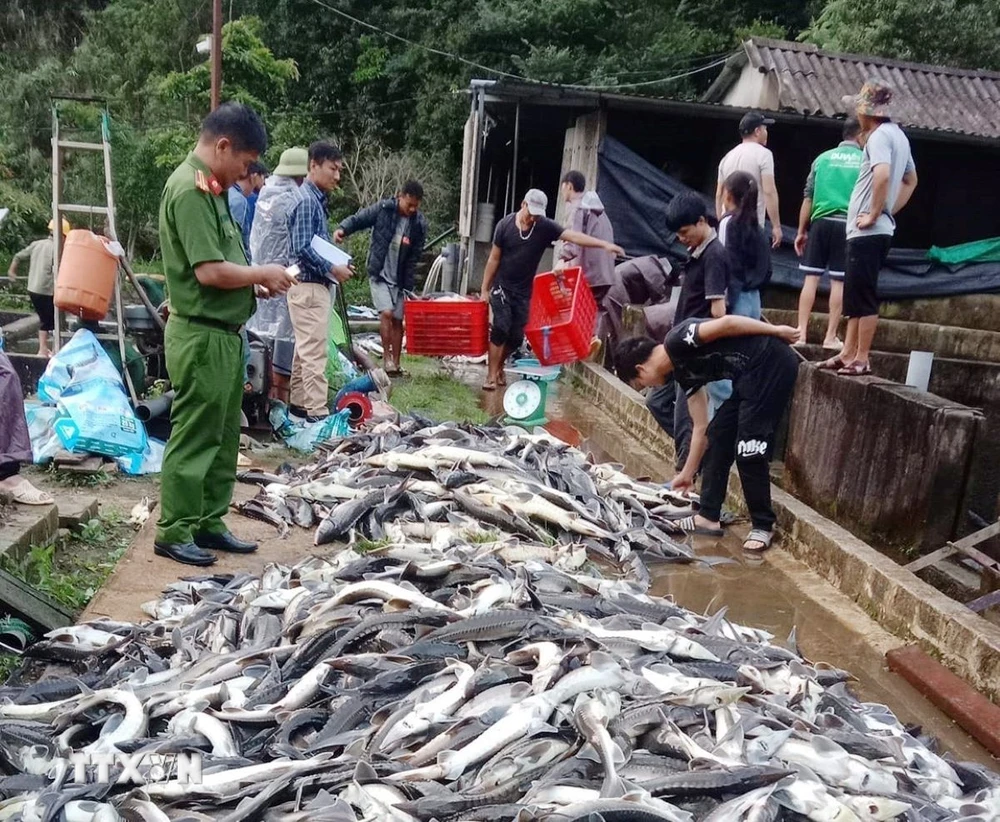 Gần 11 tấn cá tầm bị thiệt hại của Hợp tác xã cá nước lạnh Hoàng Liên tại bản Chu Va 12, xã Sơn Bình, huyện Tam Đường, tỉnh Lai Châu. (Ảnh: TTXVN phát)