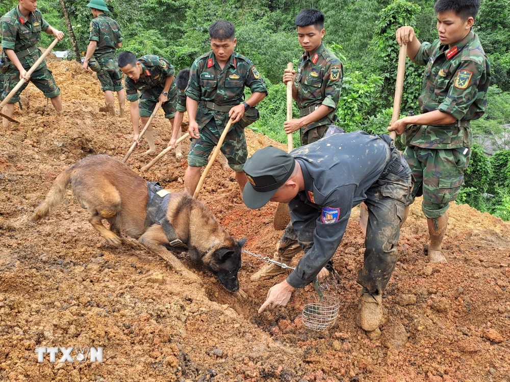 Chó nghiệp vụ được sử dụng để tìm kiếm vị trí nạn nhân bị vùi lấp. (Ảnh: Đức Thọ/TTXVN)