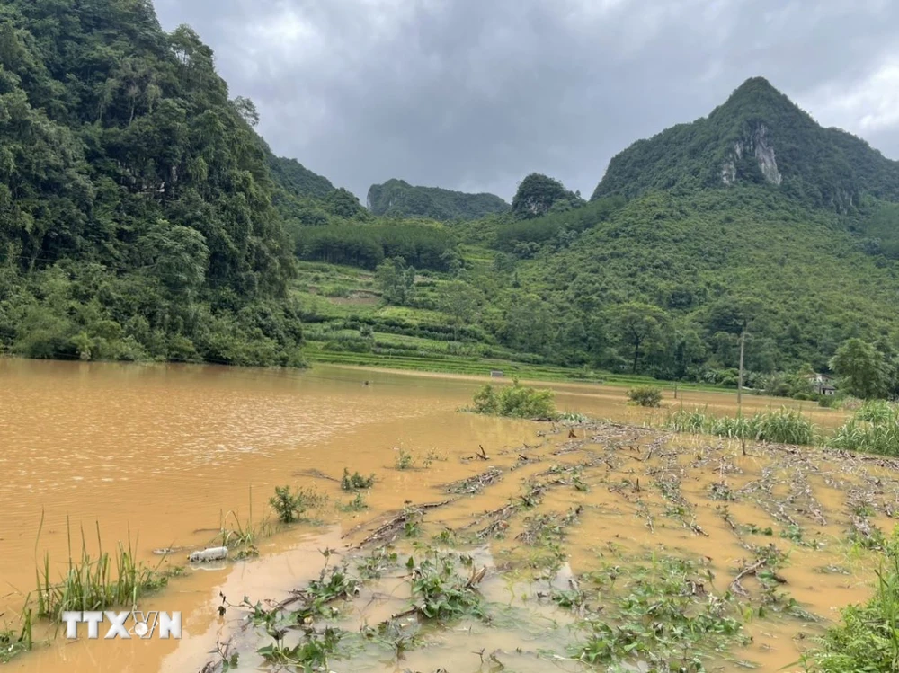 Mưa lớn làm ngập úng nhiều diện tích lúa ở huyện Hà Quảng, tỉnh Cao Bằng. (Ảnh: TTXVN phát)