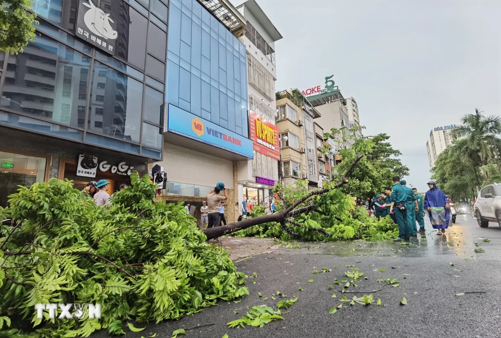 Cây đổ trên phố Tân Mai (quận Hoàng Mai) được lực lượng chức năng dọn dẹp, thu gom. (Ảnh: Thanh Tùng/TTXVN)