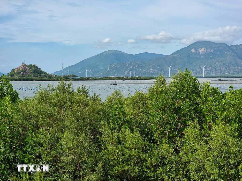 Rừng ngập mặn khu vực biển Đầm Nại (huyện Ninh Hải, Ninh Thuận) góp phần phục hồi hệ sinh thái, ứng phó biến đổi khí hậu. (Ảnh: Nguyễn Thành/TTXVN)