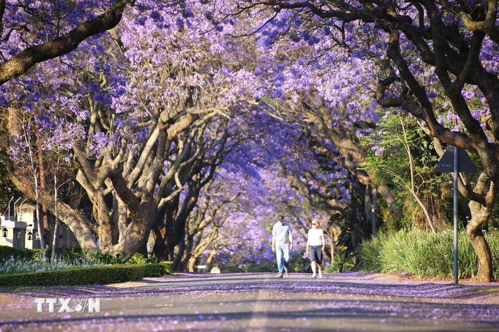 Hai người dân ở thủ đô Pretoria (Nam Phi) tản bộ buổi sáng trên con đường hoa phượng tím. (Ảnh: Hồng Minh/TTXVN)