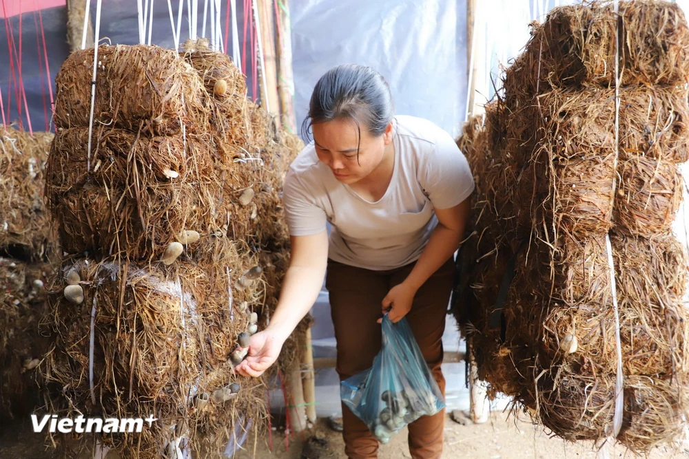 Người dân thu hoạch nấm rơm, thành quả sau chương trình học nghề và được Nhà nước hỗ trợ để giảm nghèo bền vững. (Ảnh: Minh Hưng/Vietnam+)