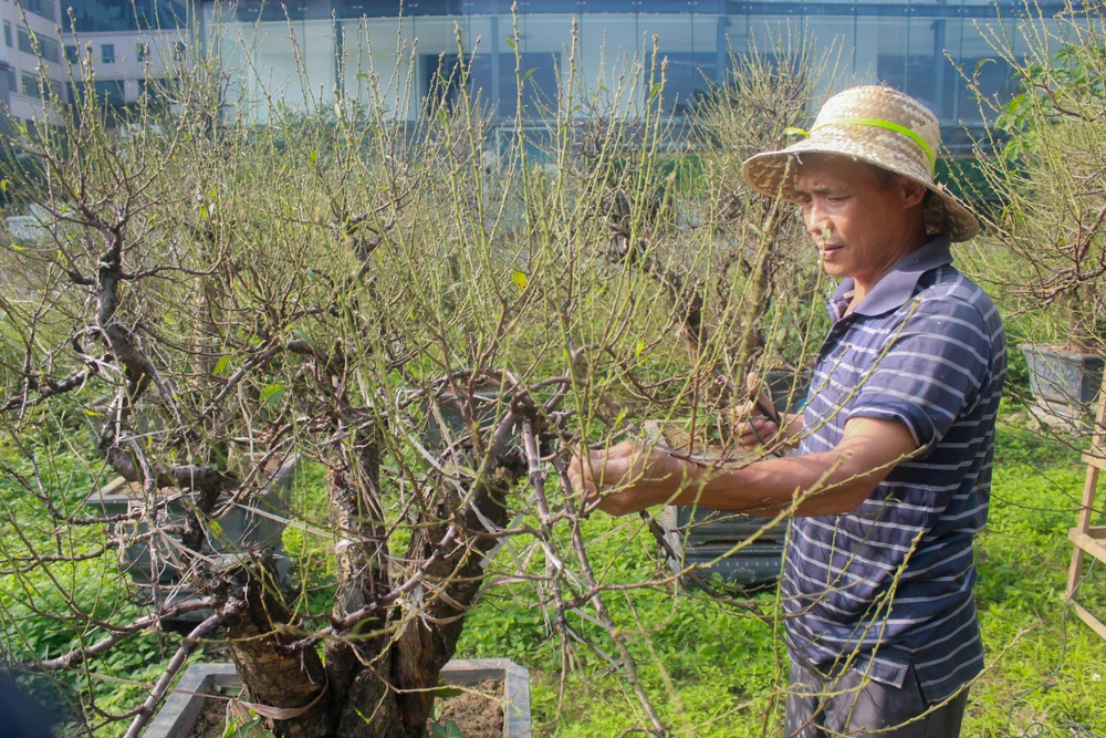 Người dân trồng đào Nhật Tân hối hả chăm sóc cây hoa để chuẩn bị cho vụ Tết Nguyên đán năm 2023. (Ảnh: Việt Anh/Vietnam+)