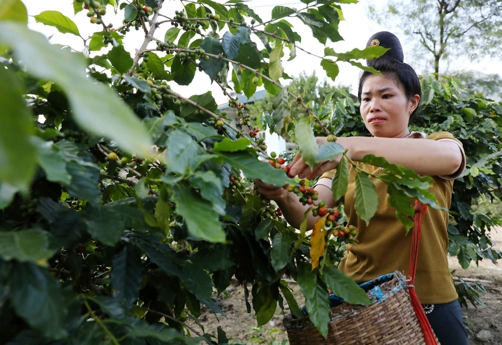 "Càphê chị em" ở Điện Biên - nơi những người phụ nữ tìm lại vị thế của mình