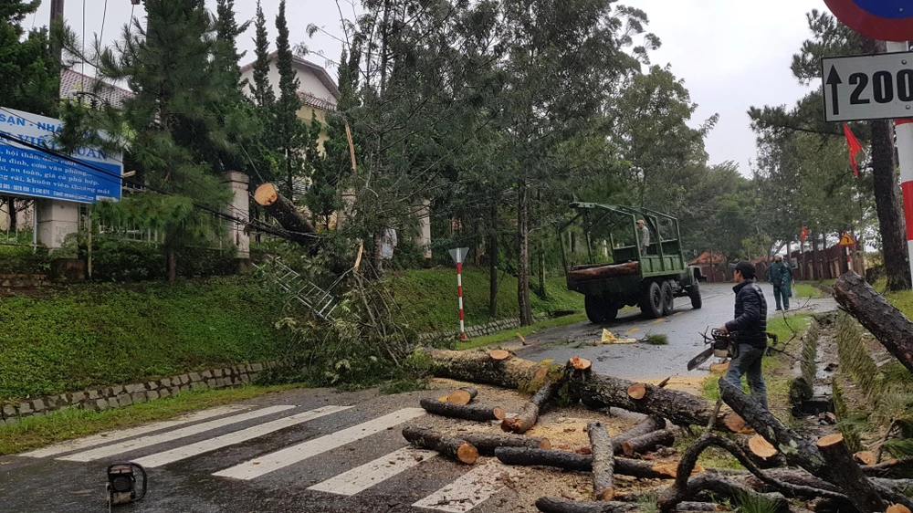 Gió lốc mạnh đã quật đổ 10 cây xanh trong thành phố Đà Lạt. (Ảnh: Đặng Tuấn/TTXVN)