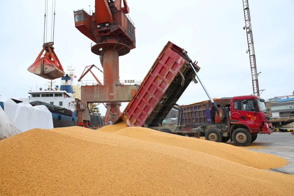 Bốc dỡ đậu tương nhập khẩu tại cảng Nam Thông thuộc tỉnh Giang Tô, Trung Quốc. (Ảnh: AFP/TTXVN)