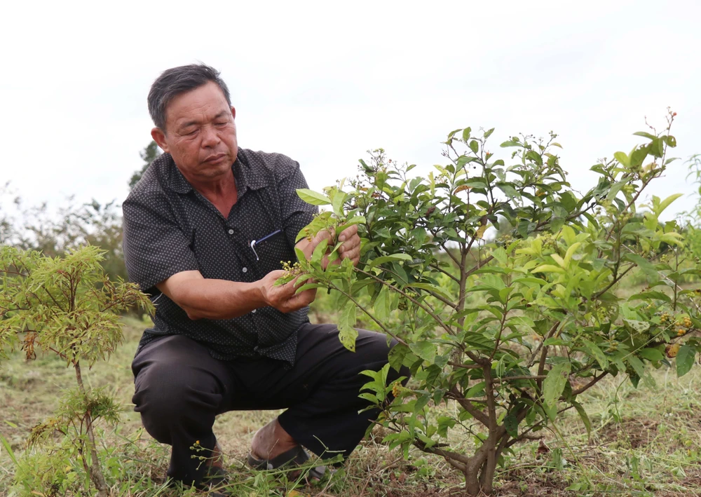 Ông Phan Đình Xuân chăm sóc vườn cây dược liệu theo phương pháp canh tác hữu cơ. (Ảnh: Tuấn Anh/TTXVN)