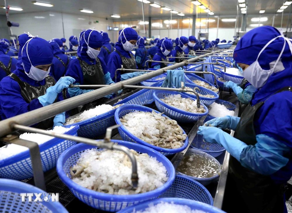 Chế biến tôm đông lạnh xuất khẩu của Công ty Cổ phần Chế biến thủy sản xuất khẩu Thuận Phước. (Ảnh: Vũ Sinh/TTXVN)