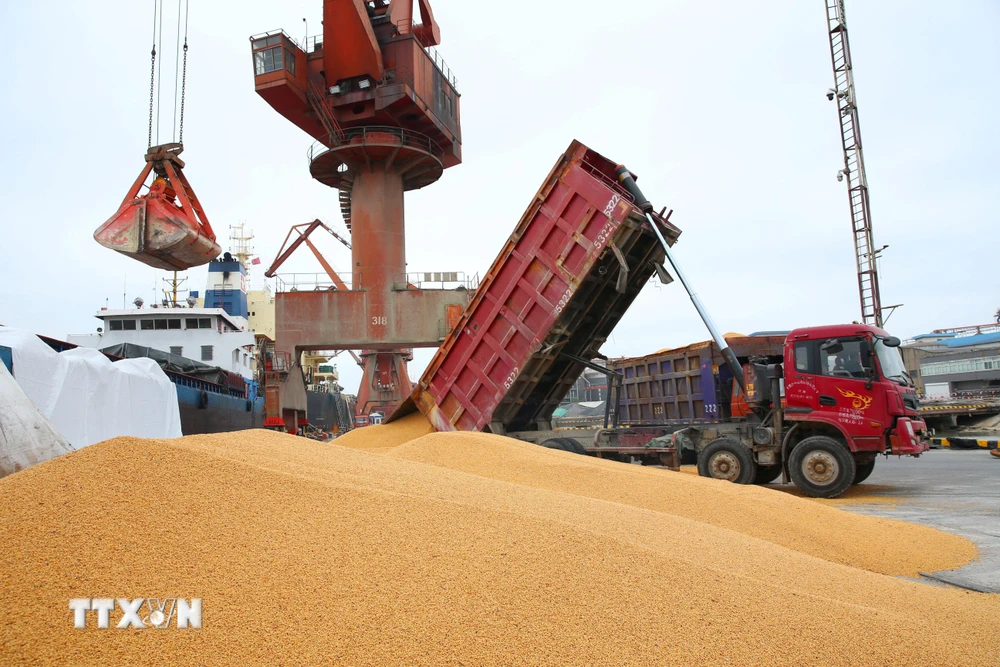 Bốc dỡ đậu tương nhập khẩu tại cảng Nam Thông, tỉnh Giang Tô, Trung Quốc. (Ảnh: AFP/TTXVN)