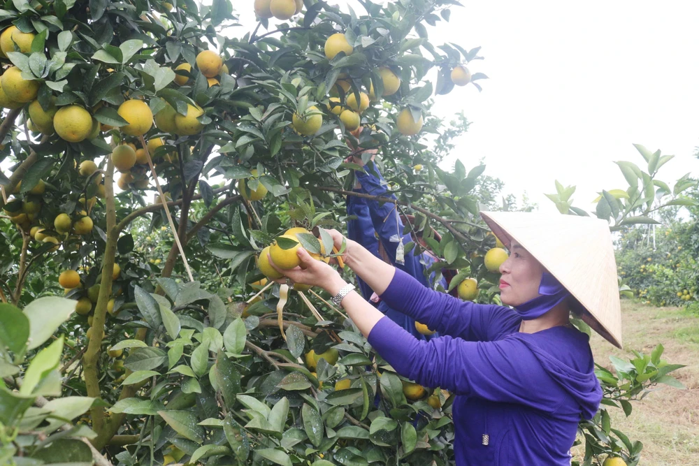 Cây cam cho hiệu quả kinh tế cao tại Nghệ An. (Ảnh: Nguyễn Oanh/TTXVN)