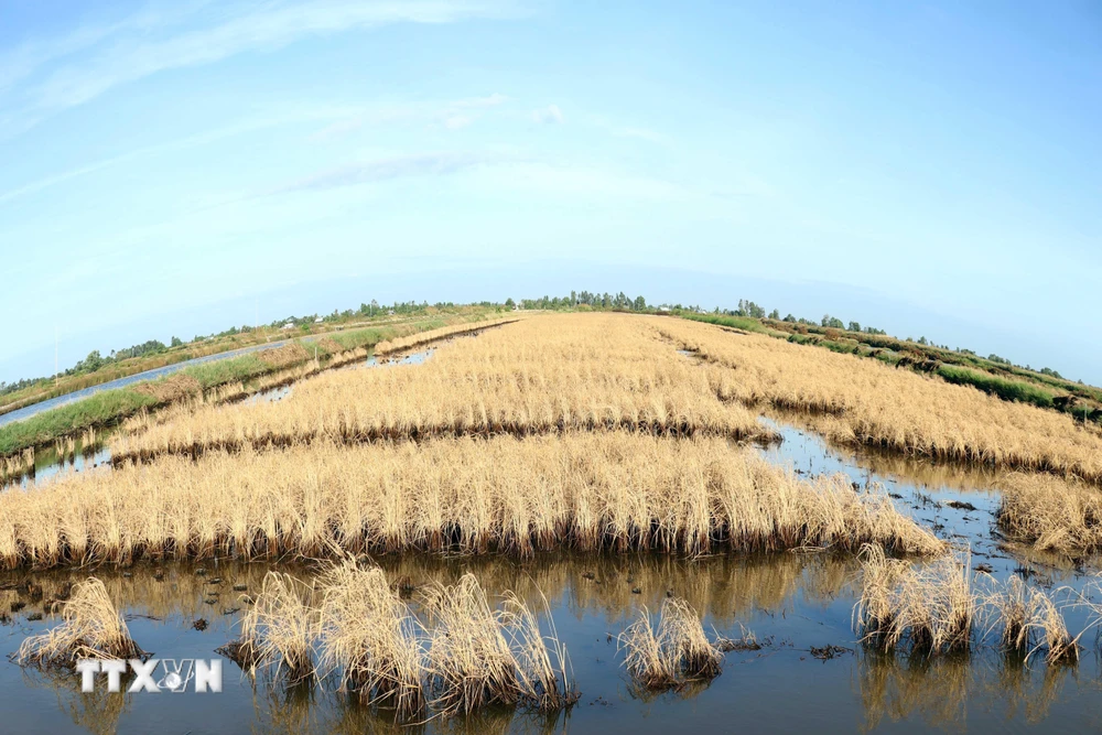 Hạn, mặn đã gây thiệt hại cho nhiều diện tích lúa mùa của huyện Thới Bình. (Ảnh: Thế Anh/TTXVN)