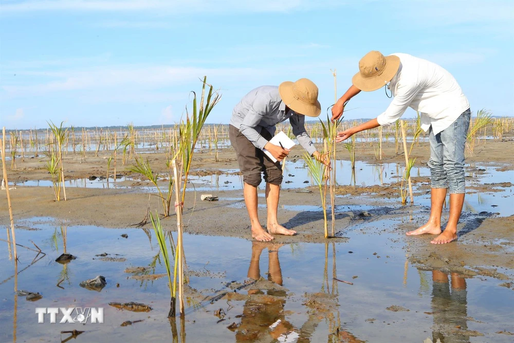 Người dân chăm sóc rừng ngập mặn trồng mới ở khu vực Rú Chá, xã Hương Phong, thị xã Hương Trà, tỉnh Thừa Thiên-Huế. (Ảnh: Hồ Cầu/TTXVN)