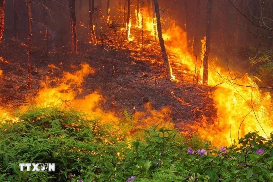 Cháy rừng ở xã Diễn Lợi, huyện Diễn Châu đã thiêu rụi nhiều ha thông và keo. (Ảnh: TTXVN phát)
