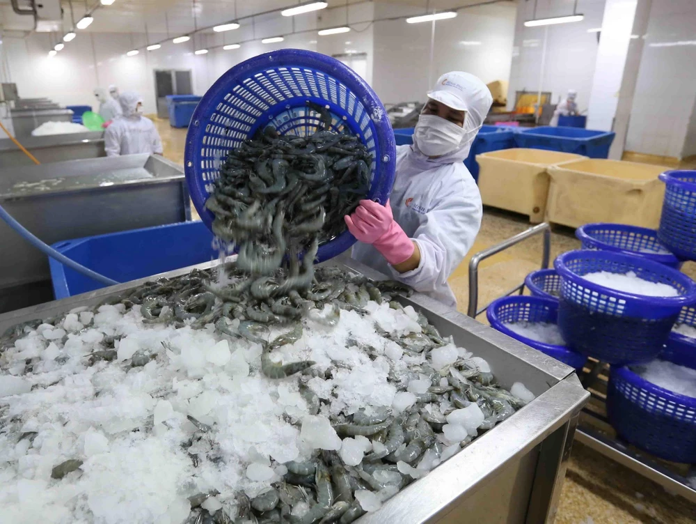 Vận chuyển tôm nguyên liệu vào nhà máy chế biến sản phẩm tôm xuất khẩu tại nhà máy của Tập đoàn Thủy sản Minh Phú tỉnh Cà Mau. (Ảnh: Vũ Sinh/TTXVN)
