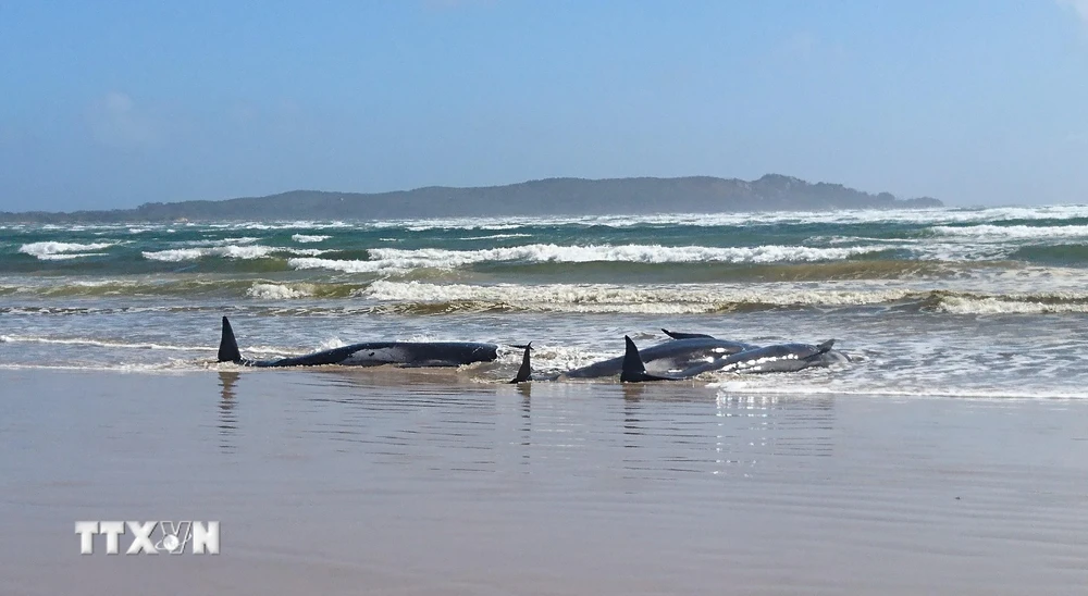 Cá voi mắc cạn ở khu vực bãi cát thuộc cảng Macquarie trên bờ biển miền tây Tasmania, ngày 21/9/2020. (Ảnh: AFP/TTXVN)