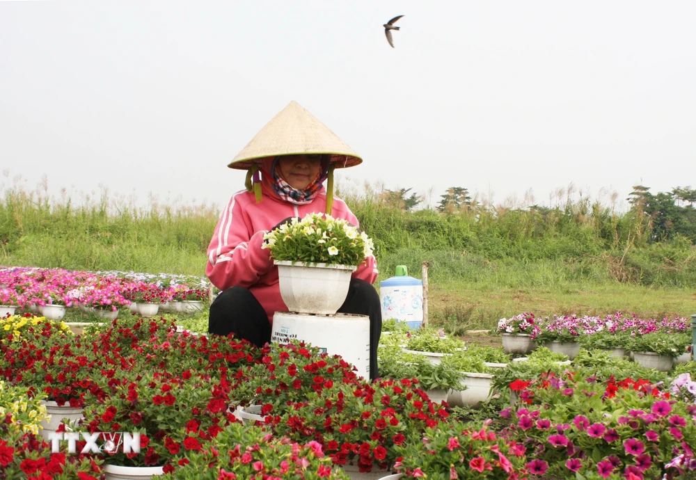 Nông dân tỉa bỏ những bông hoa nở sớm để cho ra lứa hoa mới trong dịp Tết. (Ảnh: Xuân Anh/TTXVN)