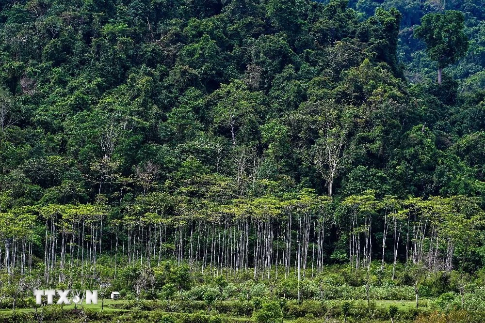 Cánh rừng tại Lhoong, tỉnh Aceh, Indonesia. (Ảnh: AFP/TTXVN)