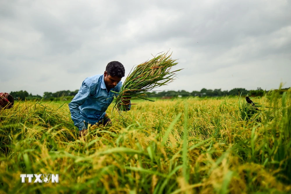 Nông dân thu hoạch lúa trên cánh đồng ở ngoại ô Dhaka, Bangladesh. (Ảnh: AFP/TTXVN)