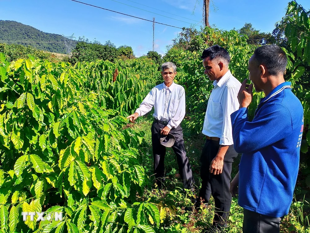 Già làng A Hùng hướng dẫn người dân tộc thiểu số cách trồng và chăm sóc cây cà phê. (Ảnh: Khoa Chương/TTXVN)