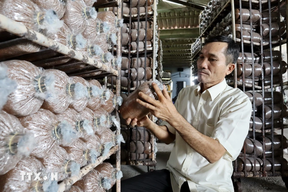 Ông Bùi Văn Mười, chủ cơ sở “Nấm 10 Sài Gòn” kiểm tra sự phát triển của phôi nấm. (Ảnh: Xuân Anh/TTXVN)