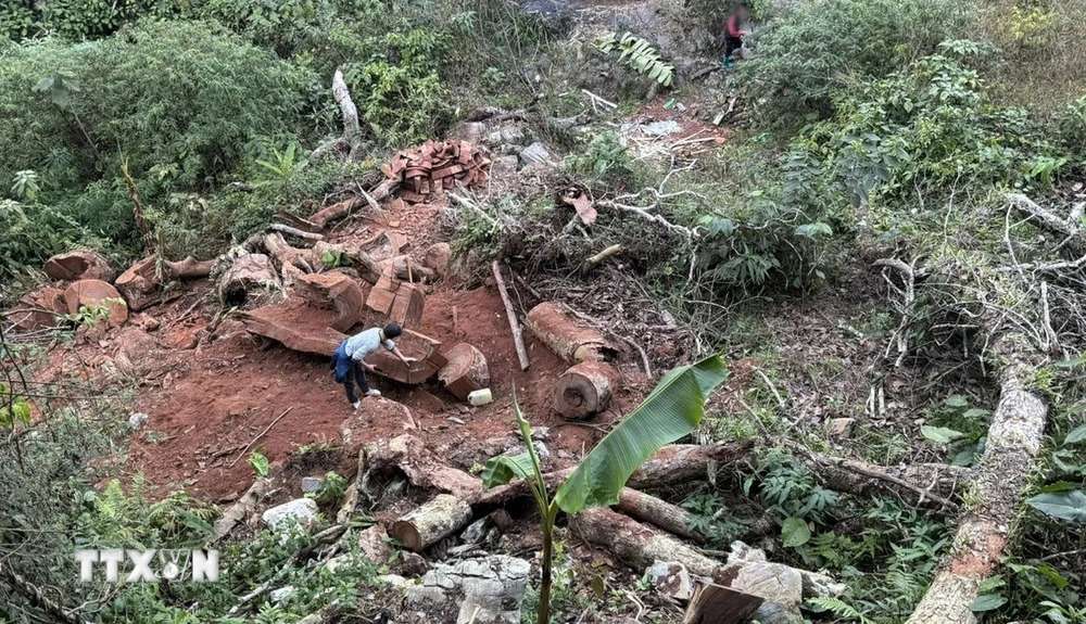 Rừng nghiến hàng trăm năm tuổi ở bản Séo Lèng 2, xã Phìn Hồ, huyện Sìn Hồ, tỉnh Lai Châu bị chặt phá tan hoang. (Ảnh: Nhóm phóng viên TTXVN)