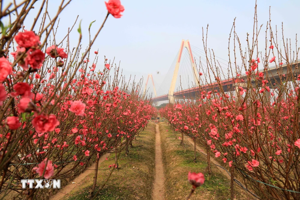 Những vườn đào nở rộ đón Xuân dưới khu vực chân cầu Nhật Tân. (Ảnh: Nhật Anh/ TTXVN)