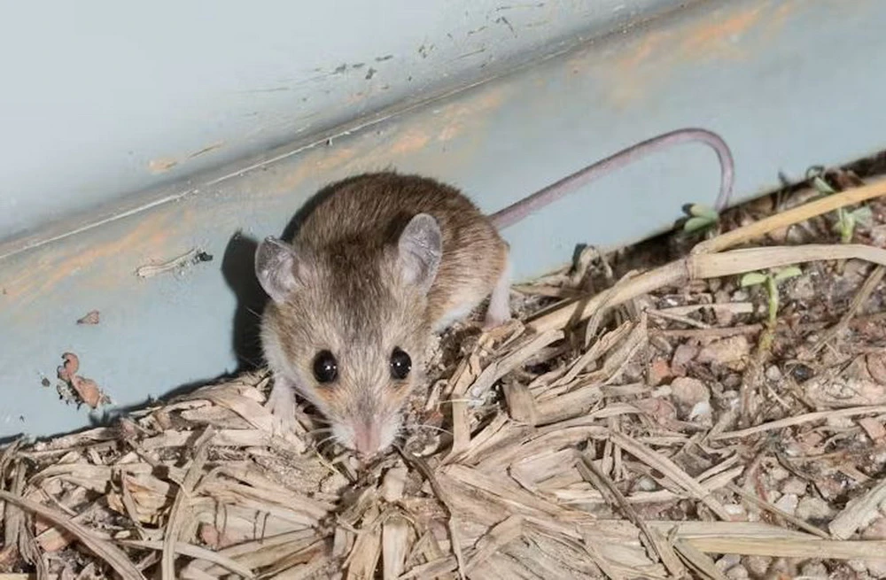Chuột bản địa nhỏ nhất của Australia dài từ 5-7cm và nặng khoảng 6 gram. (Nguồn: theconversation)