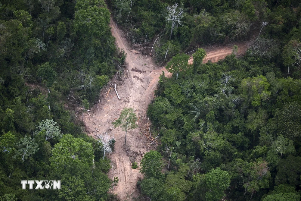 Khoảng rừng Amazon bị chặt phá tại bang Para, Brazil. (Ảnh: AFP/ TTXVN)