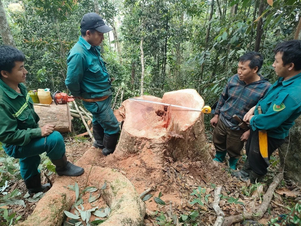 Hiện trường xảy ra vụ khai thác rừng phòng hộ trái phép tại xã Pù Nhi, huyện Mường Lát, Thanh Hóa. (Ảnh: TTXVN phát)