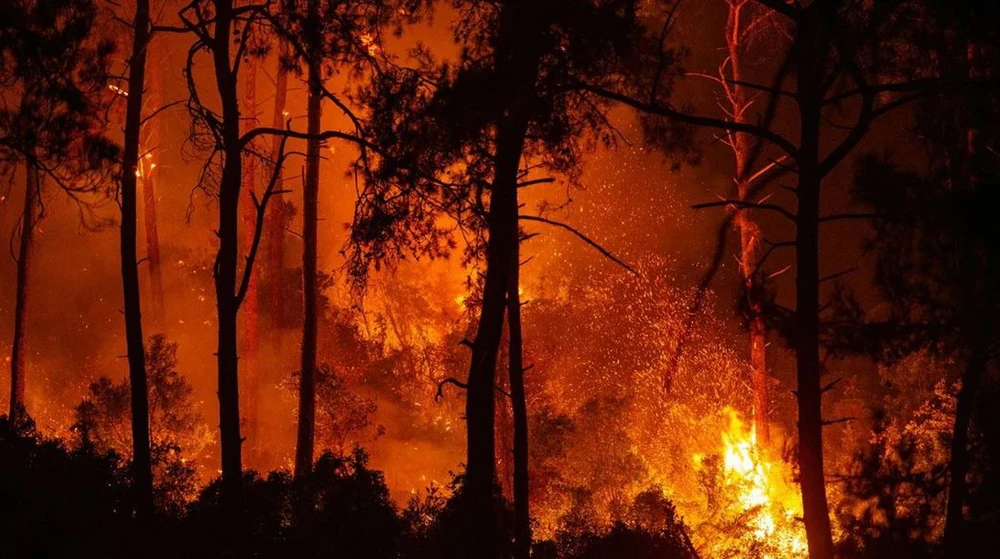 Vụ cháy rừng kéo dài suốt 2 ngày qua. (Nguồn: AFP)