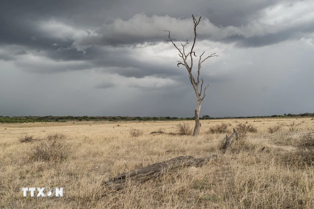 Cây chết do hạn hán tại Zimbabwe. (Ảnh: AFP/TTXVN)