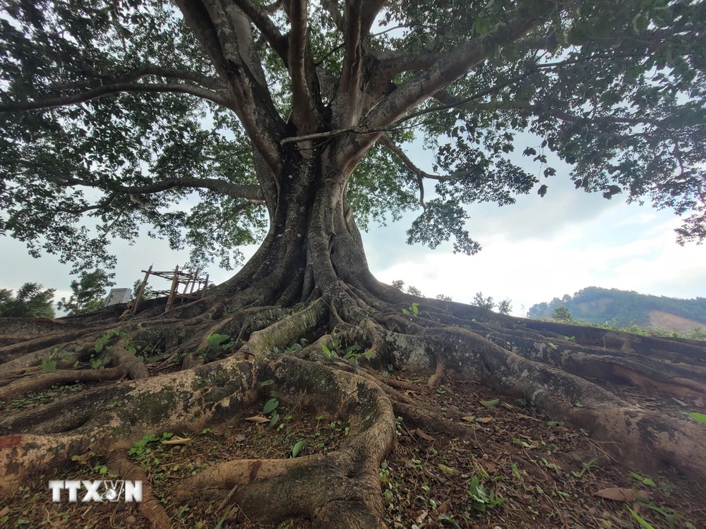 Thân cây to lớn, rễ cây như những dải lụa quấn quanh, bám sâu vào lòng đất như níu giữ sự trường tồn cùng thời gian. (Ảnh: Nguyễn Oanh/TTXVN)