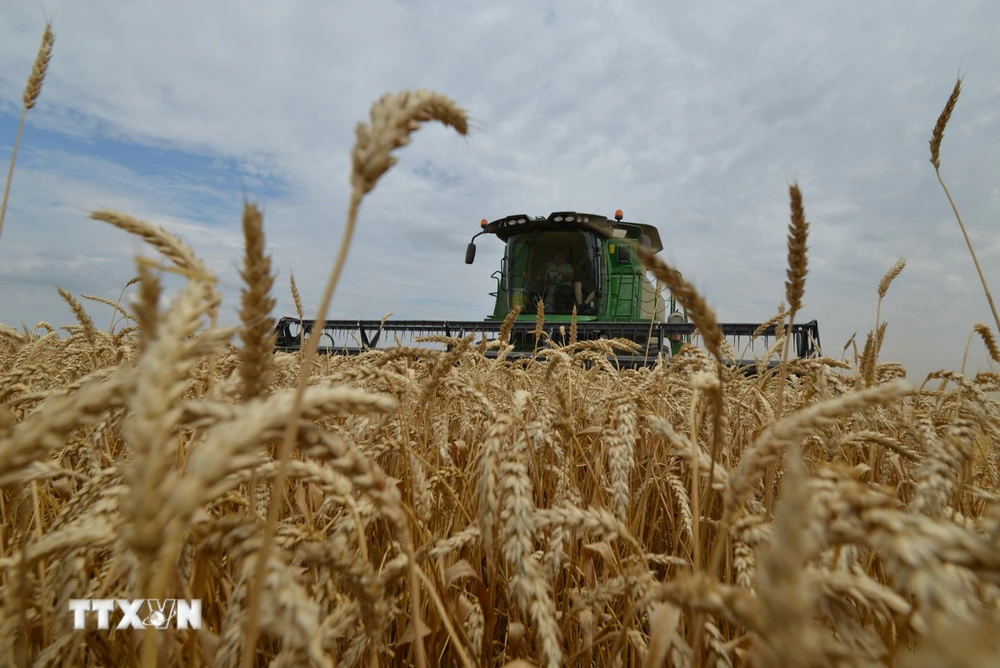 Nông dân thu hoạch lúa mì trên cánh đồng ở Stavropol, Nga. (Ảnh: AFP/TTXVN)
