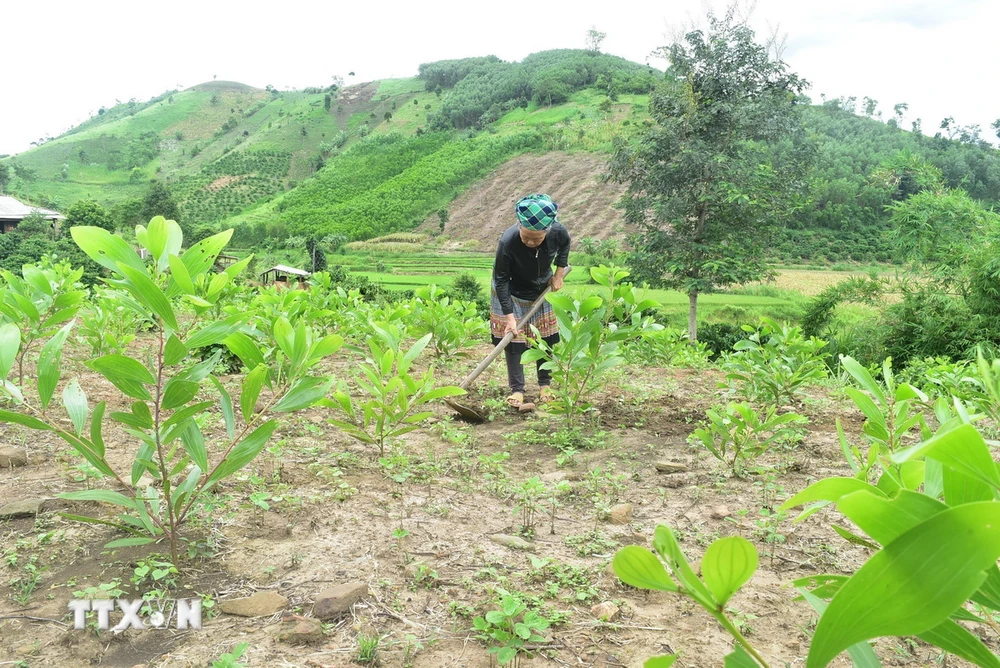 (Ảnh minh họa. Nguyên Dung/TTXVN)