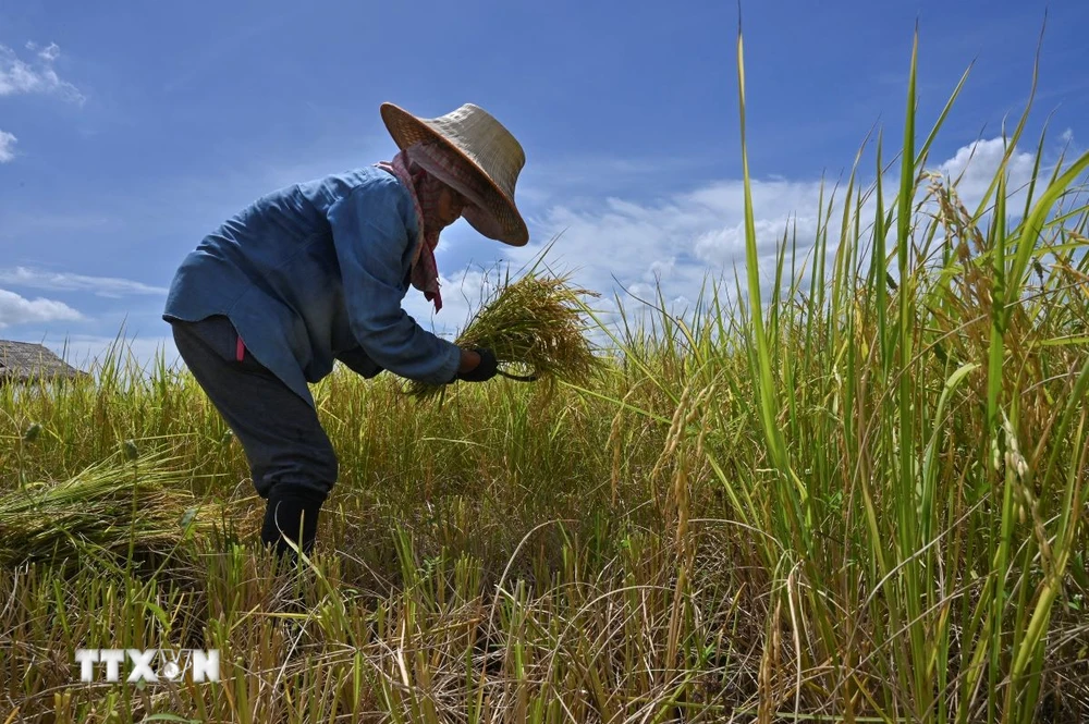 Nông dân gặt lúa trên cánh đồng tại tỉnh Ayutthaya, Thái Lan. (Ảnh: AFP/TTXVN)