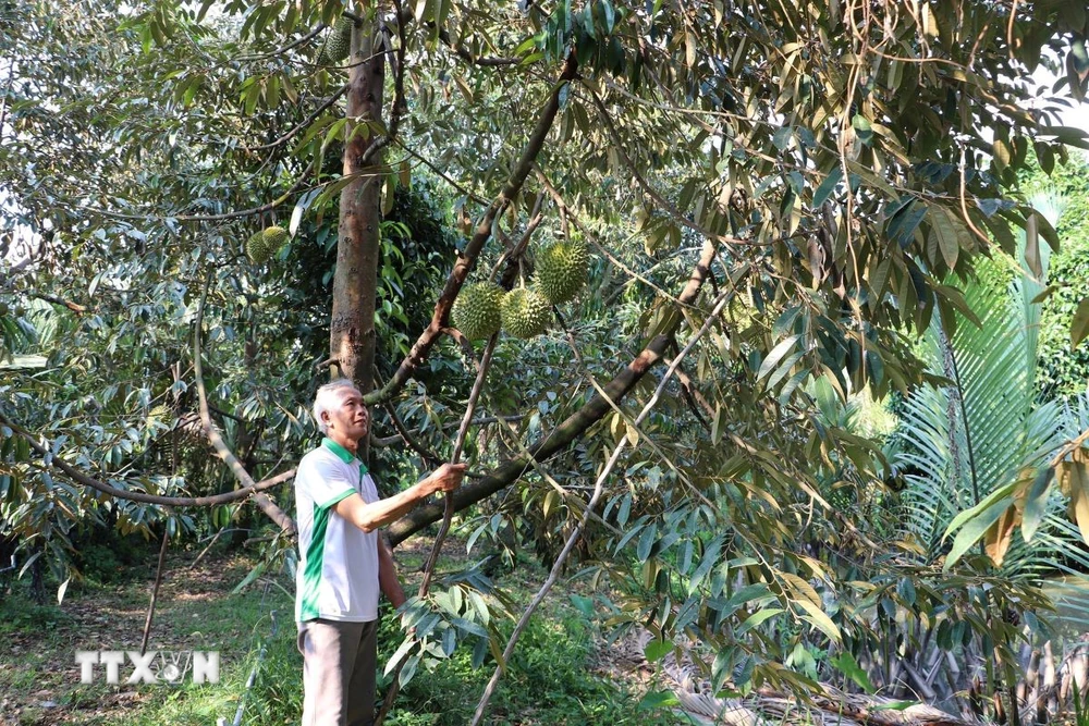 Thu hoạch sầu riêng ở xã Long Tiên, huyện Cai Lậy (Tiền Giang). (Ảnh: Minh Trí/TTXVN)