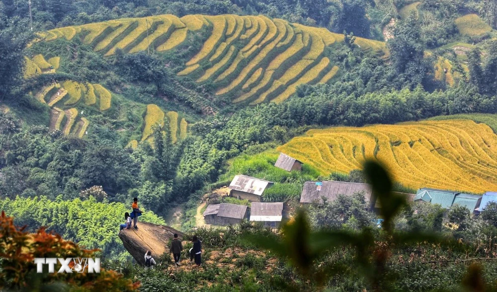 Thời điểm để ngắm mùa lúa chín Y Tý là vào hai tuần đầu tháng 9. (Ảnh: Thành Đạt/TTXVN)