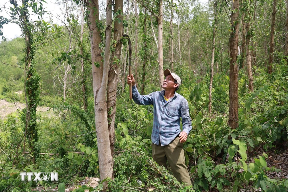 Chăm sóc cây keo. (Ảnh minh họa. Xuân Triệu/TTXVN)