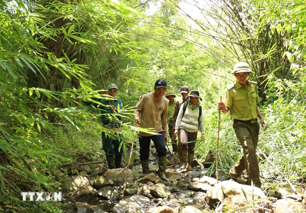 Người nhận khoán bảo vệ rừng buôn Drang Phốk, xã Krông Na, huyện Buôn Đôn, tỉnh Đắk Lắk tham gia tích cực vào công tác quản lý bảo vệ rừng. (Ảnh: Tuấn Anh/TTXVN)