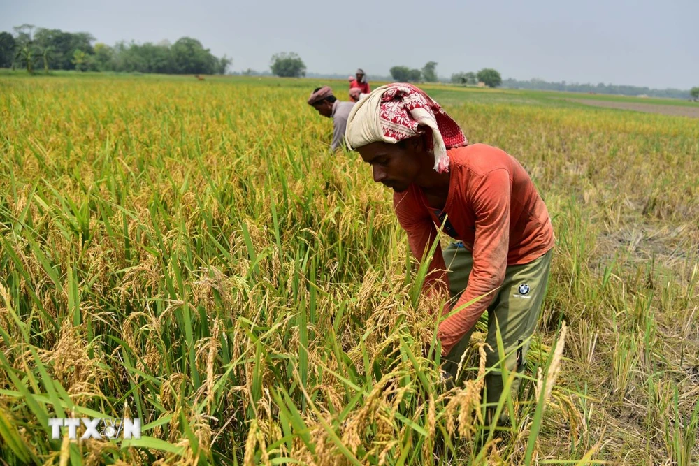 Nông dân thu hoạch lúa trên cánh đồng tại Nagaon, bang Assam, Ấn Độ. (Ảnh: THX/TTXVN)