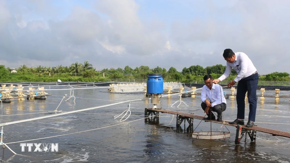 100% các công ty, doanh nghiệp, hộ nuôi tôm siêu thâm canh; thâm canh; bán thâm canh và 100% các Hợp tác xã, Tổ hợp tác nuôi của Bạc Liêu đều được cấp mã số cơ sở nuôi. (Ảnh: Tuấn Kiệt/TTXVN)