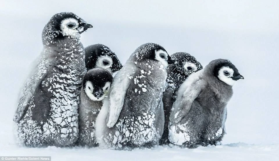 Những chú chim cánh cụt dễ thương đã trở lại với các em nhỏ từ 28/11. |  baotintuc.vn